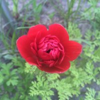 Image1467233904.327346.jpg