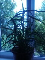 IMG_20160630_113908_1.jpg
