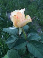 image.jpeg