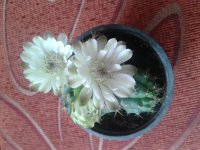 20160626_131722[1].jpg