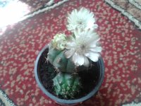 20160626_131701[1].jpg