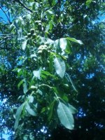 IMG_20160705_154218_1.jpg