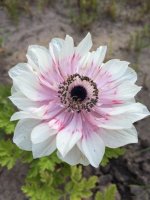 Image1467921409.894155.jpg