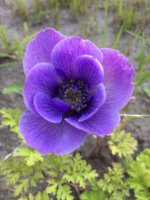 Image1467921425.117631.jpg