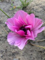 Image1467921437.349674.jpg