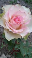 20160713_203915_HDR.jpg