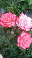 20160713_203956_HDR.jpg