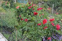 DSC_0098.JPG