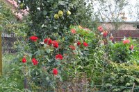 DSC_0101.JPG