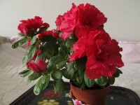 IMG_0004.JPG