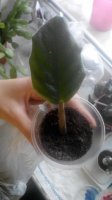 20150319113019.jpg