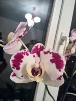 IMG_20170331_002054.jpg