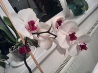 IMG_20170331_002223.jpg