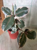 IMG_20170418_151138.jpg
