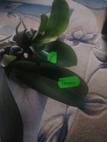 IMG_20170513_164305.jpg