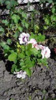 IMG_20170609_164034.jpg