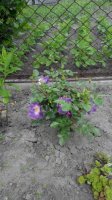 IMG_20170609_153824.jpg