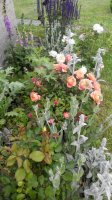 IMG_20170609_152019.jpg