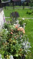 IMG_20170609_120942.jpg
