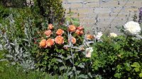 IMG_20170609_120844.jpg