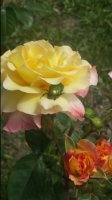 20170616_104906.jpg