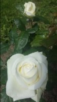 20170616_104748.jpg