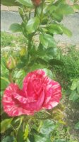 20170616_104739.jpg