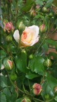 20170614_115252.jpg
