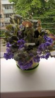WP_20170617_13_19_15_Pro.jpg