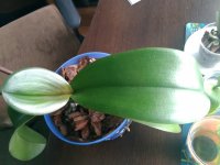 IMG_20170626_124315_1.jpg