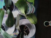 IMG_20170626_124405.jpg