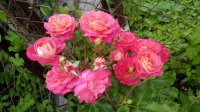 IMG_20170702_185141.jpg