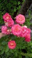 IMG_20170702_185154.jpg