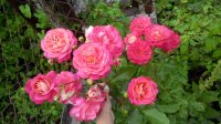 IMG_20170702_185203.jpg