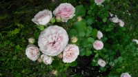 IMG_20170702_185451.jpg