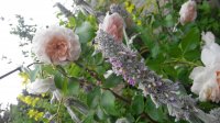 IMG_20170702_185523.jpg