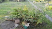 IMG_20170729_195235.jpg