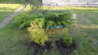IMG_20170729_195313.jpg