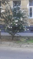 IMG_20170730_184603.jpg