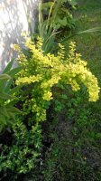 IMG_20170729_195621.jpg