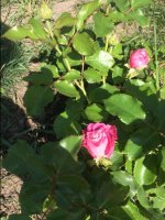 IMG_3371.JPG