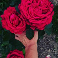 IMG_20170806_124752_593.jpg