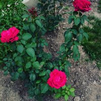 IMG_20170806_124752_591.jpg