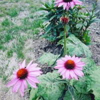 IMG_20170803_163352_870.jpg