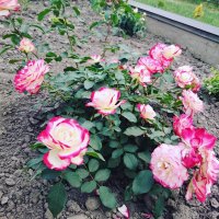 IMG_20170803_163352_868.jpg