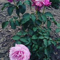 IMG_20170803_163352_878.jpg