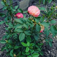 IMG_20170803_163352_876.jpg