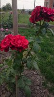 DSC_1798.JPG