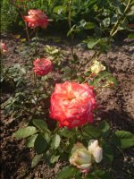 DSC_1783.JPG