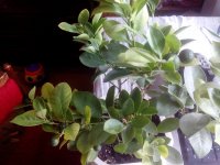 IMG_20170922_113302.jpg